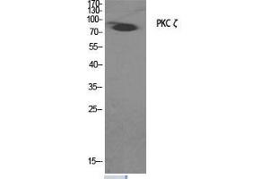Western Blot (WB) analysis of specific cells using PKC zeta Polyclonal Antibody. (PKC zeta Antikörper  (Thr33))