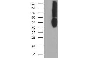 Western Blotting (WB) image for anti-CD80 (CD80) antibody (ABIN1497372) (CD80 Antikörper)