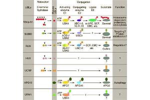 Conjugation pathways for ubiquitin and ubiquitin-like modifiers (UBLs). (CAND1 Antikörper  (C-Term))
