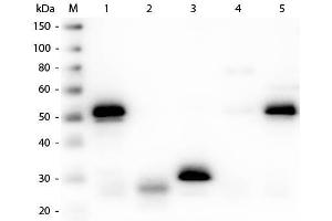 Western Blot of Anti-Rabbit IgG (H&L) (SHEEP) Antibody (Min X Hu, Gt, Ms Serum Proteins) . (Schaf anti-Kaninchen IgG (Heavy & Light Chain) Antikörper (Biotin) - Preadsorbed)