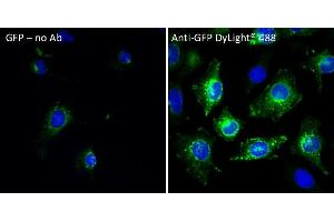 Immunofluorescence (IF) image for anti-Green Fluorescent Protein (GFP) antibody (DyLight 488) (ABIN7273060) (GFP Antikörper  (DyLight 488))