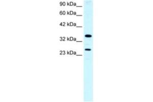 Western Blotting (WB) image for anti-Asialoglycoprotein Receptor 2 (ASGR2) antibody (ABIN2460819) (Asialoglycoprotein Receptor 2 Antikörper)