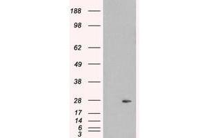 Image no. 2 for anti-Pallidin Homolog (PLDN) (C-Term) antibody (ABIN374323) (Pallidin Antikörper  (C-Term))