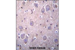 RAP1GDS1 Antibody immunohistochemistry analysis in formalin fixed and paraffin embedded human brain tissue followed by peroxidase conjugation of the secondary antibody and DAB staining. (RAP1GDS1 Antikörper  (AA 217-244))