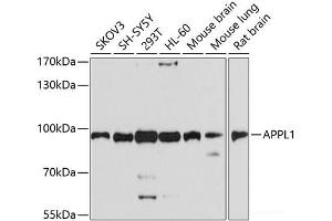 Western blot analysis of extracts of various cell lines using APPL1 Polyclonal Antibody at dilution of 1:1000. (APPL1 Antikörper)