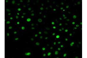 Detection of NUP88 in Human Hela Cells using Polyclonal Antibody to Nucleoporin 88 (NUP88) (NUP88 Antikörper  (AA 57-296))