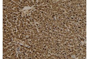 ABIN6277558 at 1/100 staining Mouse liver tissue by IHC-P.
