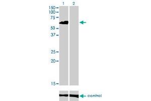 Western Blotting (WB) image for anti-Eukaryotic Translation Initiation Factor 4 gamma 3 (EIF4G3) (AA 1-516) antibody (ABIN599055) (EIF4G3 Antikörper  (AA 1-516))