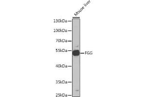 Western blot analysis of extracts of Mouse liver, using FGG Rabbit pAb (ABIN6127896, ABIN6140620, ABIN6140621 and ABIN6221280) at 1:1000 dilution. (FGG Antikörper  (AA 50-330))