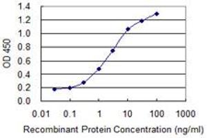 Detection limit for recombinant GST tagged TCEAL1 is 0. (TCEAL1 Antikörper  (AA 1-159))