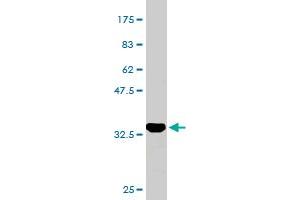 Western Blot detection against Immunogen (37. (CGB7 Antikörper  (AA 56-165))