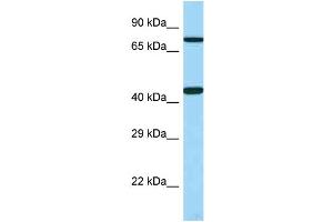 WB Suggested Anti-UTS2R Antibody Titration: 1.
