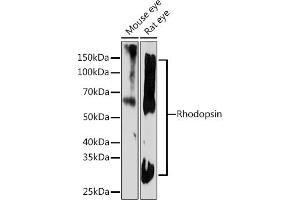 Western blot analysis of extracts of various cell lines, using Rhodopsin Rabbit mAb (ABIN7269974) at 1:1000 dilution. (Rho-related GTP-binding protein Antikörper)