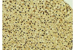 ABIN6277058 at 1/100 staining Mouse liver tissue by IHC-P. (TOR1A Antikörper  (Internal Region))