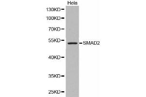 Western Blotting (WB) image for anti-SMAD, Mothers Against DPP Homolog 2 (SMAD2) antibody (ABIN1513537) (SMAD2 Antikörper)