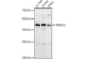 Western blot analysis of extracts of various cell lines, using TRIM21/SS-A antibody (ABIN6131376, ABIN6149506, ABIN6149507 and ABIN6217587) at 1:1000 dilution. (TRIM21 Antikörper  (AA 80-330))