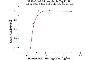 Immobilized SARS-CoV-2 S1 protein, Fc Tag (ABIN6992403) at 2 μg/mL (100 μL/well) can bind Human ACE2, His Tag (ABIN6952618,ABIN6952641) with a linear range of 0. (SARS-CoV-2 Spike S1 Protein (B.1.1.7 - alpha) (Fc Tag))