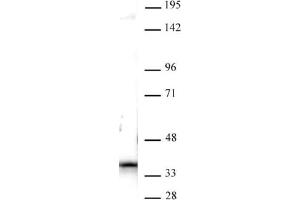 Nucleophosmin antibody (pAb) tested by Western blot. (NPM1 Antikörper  (C-Term))