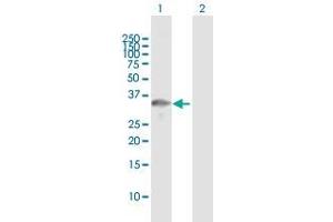 Western Blot analysis of TOMM34 expression in transfected 293T cell line by TOMM34 MaxPab polyclonal antibody. (TOMM34 Antikörper  (AA 1-309))