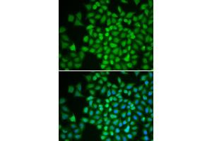 Immunofluorescence (IF) image for anti-COP9 Constitutive Photomorphogenic Homolog Subunit 5 (Arabidopsis) (COPS5) (AA 1-334) antibody (ABIN3022512)