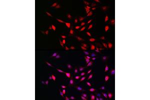 Immunofluorescence analysis of NIH/3T3 cells using UFM1 Rabbit pAb (ABIN7271184) at dilution of 1:150 (40x lens). (UFM1 Antikörper  (AA 1-85))