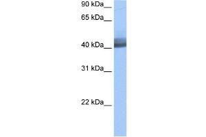 RBM4 antibody used at 0. (RBM4 Antikörper  (Middle Region))