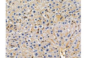 ABIN7096905 and ABIN7100971 at 1/100 staining mouse liver tissue by IHC-P.