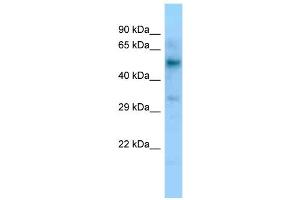WB Suggested Anti-LIPC Antibody Titration: 1. (LIPC Antikörper  (C-Term))