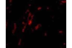 Immunofluorescence of CDCA8 in rat kidney tissue with AP30218PU-N CDCA8 antibody at 20 μg/ml. (CDCA8 Antikörper  (N-Term))