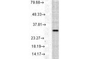 HO 1, human cell line mix copy. (HMOX1 Antikörper)