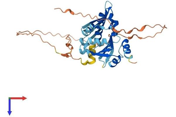 BNIPL Protein (AA 1-328) (His tag)