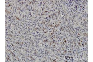 Immunoperoxidase of monoclonal antibody to PRKAA1 on formalin-fixed paraffin-embedded human spleen. (PRKAA1 Antikörper  (AA 451-550))