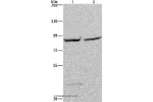 Western blot analysis of 293T and Hela cell, using GYS1 Polyclonal Antibody at dilution of 1:400 (Glycogen Synthase 1 Antikörper)