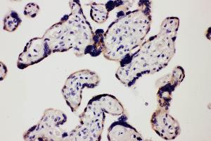 Anti-TLR7 antibody, IHC(P) IHC(P): Human Placenta Tissue (TLR7 Antikörper  (C-Term))