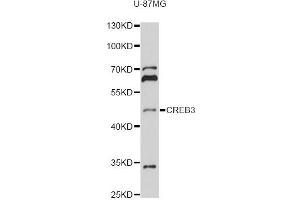Western blot analysis of extracts of U-87MG cells, using CREB3 antibody (ABIN6291021) at 1:1000 dilution. (CREB3 Antikörper)
