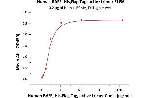 Immobilized Human BCMA, Fc Tag (ABIN2180645,ABIN2180644) at 2 μg/mL (100 μL/well) can bind Human BAFF, His,Flag Tag, active trimer (ABIN6972949) with a linear range of 2-16 ng/mL when detected by Monoclonal anti FLAG (HRP) antibody (Routinely tested). (BAFF Protein (AA 140-285) (His tag,DYKDDDDK Tag))