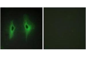 Immunofluorescence (IF) image for anti-Diacylglycerol Kinase, eta (DGKH) (AA 771-820) antibody (ABIN2889661)