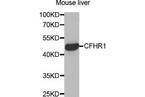 Western Blotting (WB) image for anti-Complement Factor H-Related 1 (CFHR1) (AA 151-330) antibody (ABIN6219787) (CFHR1 Antikörper  (AA 151-330))