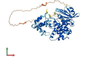 AlphaFold protein structure predicition of Human Recombinant IRAK4 Protein, UniprotID Q9NWZ3
