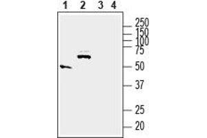 Western blot analysis of rat small intestine (lanes 1 and 3) and brain (lanes 2 and 4) lysates:1,2.