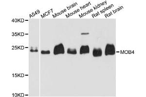 Western blot analysis of extracts of various cell lines, using MOB4 antibody. (MOBKL3 Antikörper)