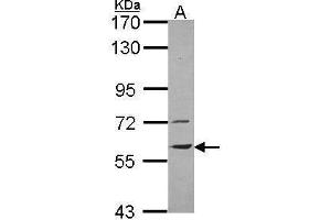 WB Image Sample (30 ug of whole cell lysate) A: H1299 7. (VNN1 Antikörper)