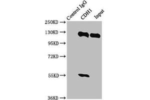 Western Blotting (WB) image for anti-Cadherin 1, Type 1, E-Cadherin (Epithelial) (CDH1) (AA 23-621) antibody (ABIN7146195)
