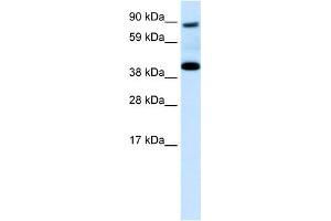 WB Suggested Anti-SERPINF1 Antibody Titration:  0. (PEDF Antikörper  (N-Term))