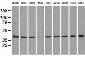 Western blot analysis of extracts (35 µg) from 9 different cell lines by using anti-MAPK1 monoclonal antibody. (ERK2 Antikörper)