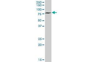 METTL3 MaxPab polyclonal antibody. (METTL3 Antikörper  (AA 1-580))