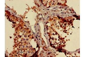 Immunohistochemistry of paraffin-embedded human testis tissue using ABIN7160920 at dilution of 1:100