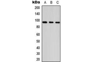 Western blot analysis of ANKRD20A1 expression in HeLa (A), NS-1 (B), PC12 (C) whole cell lysates. (ANKRD20A1 Antikörper  (Center))
