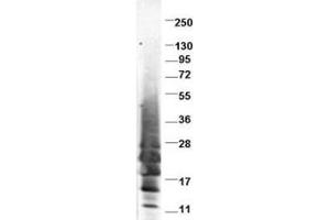 Image no. 1 for anti-Interleukin 13 (IL13) antibody (ABIN401065) (IL-13 Antikörper)