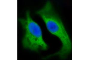 Immunofluorescent analysis of 4 % paraformaldehyde-fixed, 0. (HSD17B10 Antikörper  (AA 14-48))